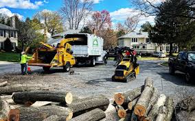 Best Tree Maintenance Programs  in Arma, KS